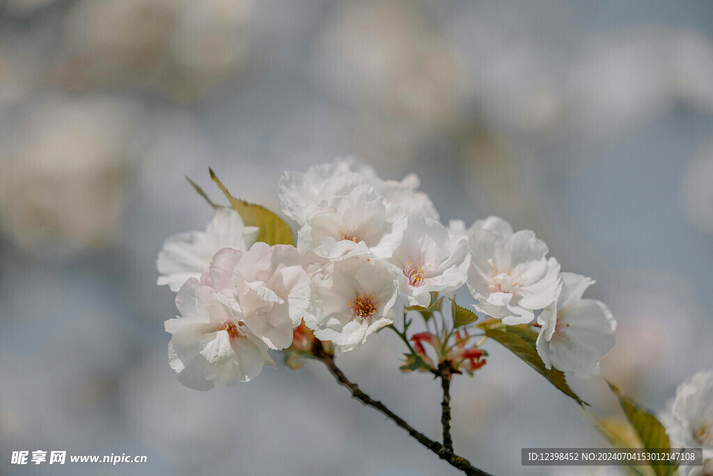 樱花