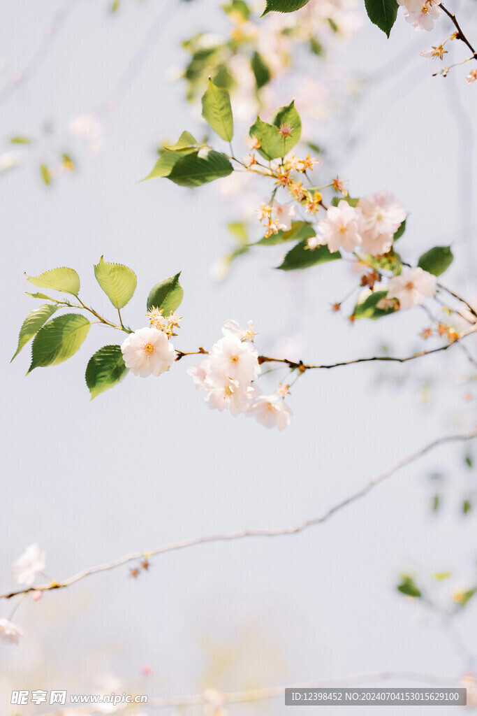 樱花