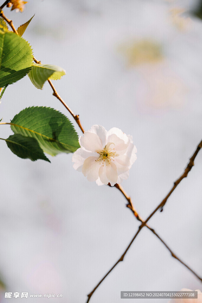 樱花