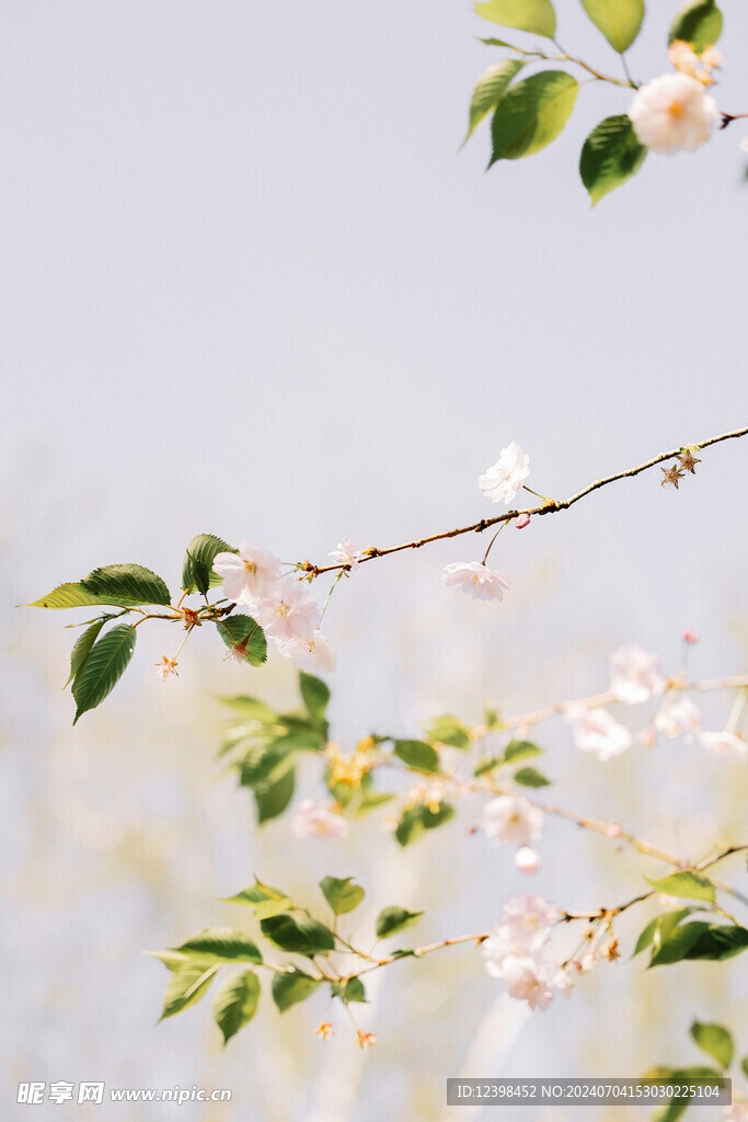樱花