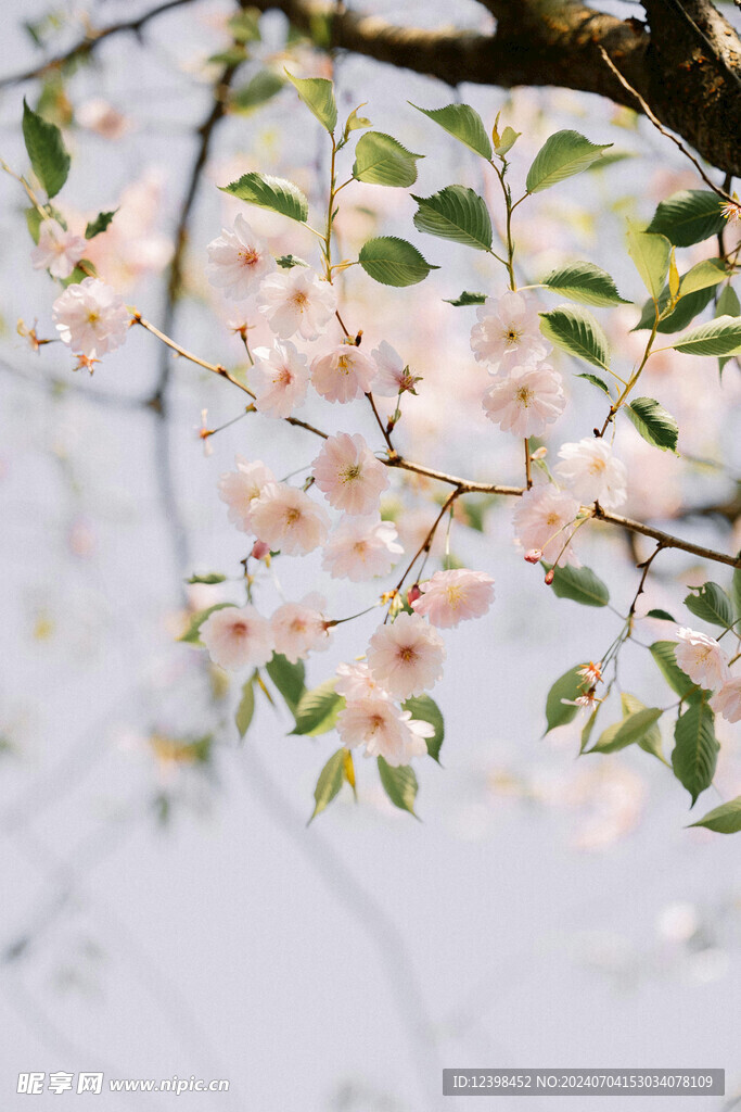 樱花