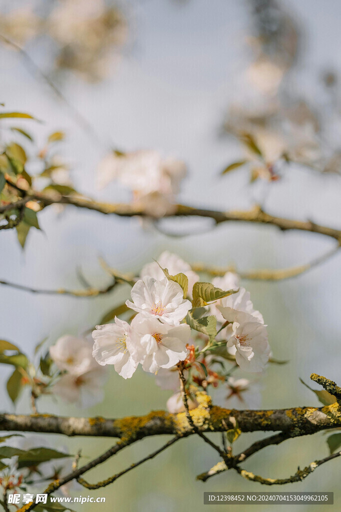 樱花