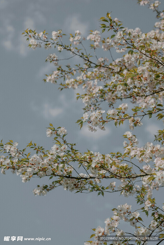 樱花