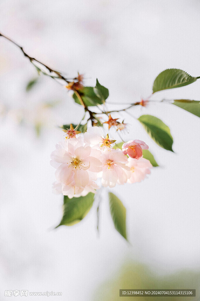 樱花