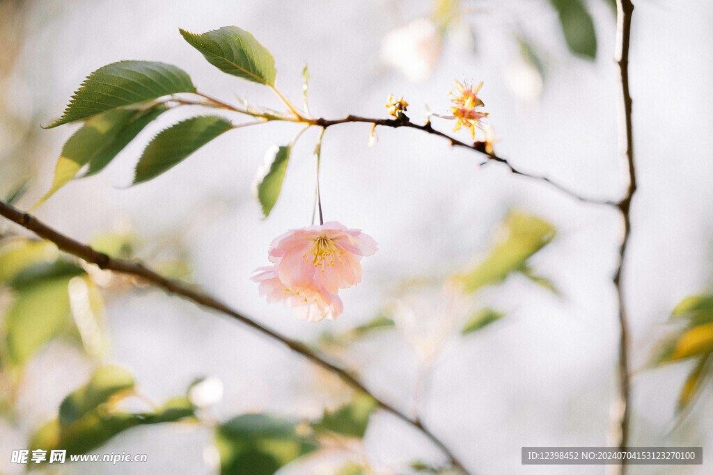 樱花