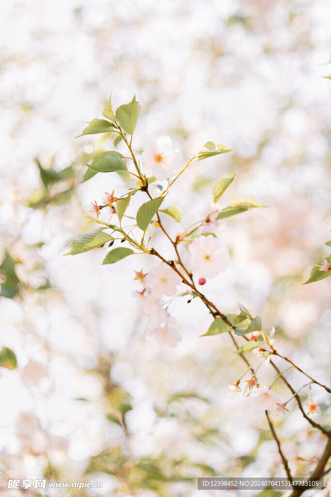 樱花