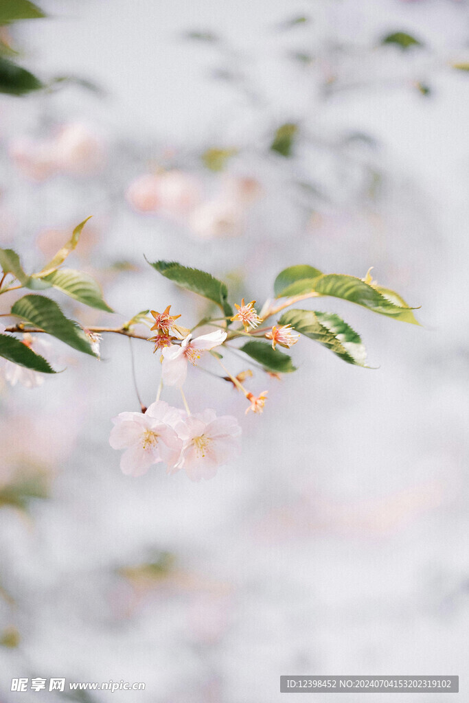 樱花