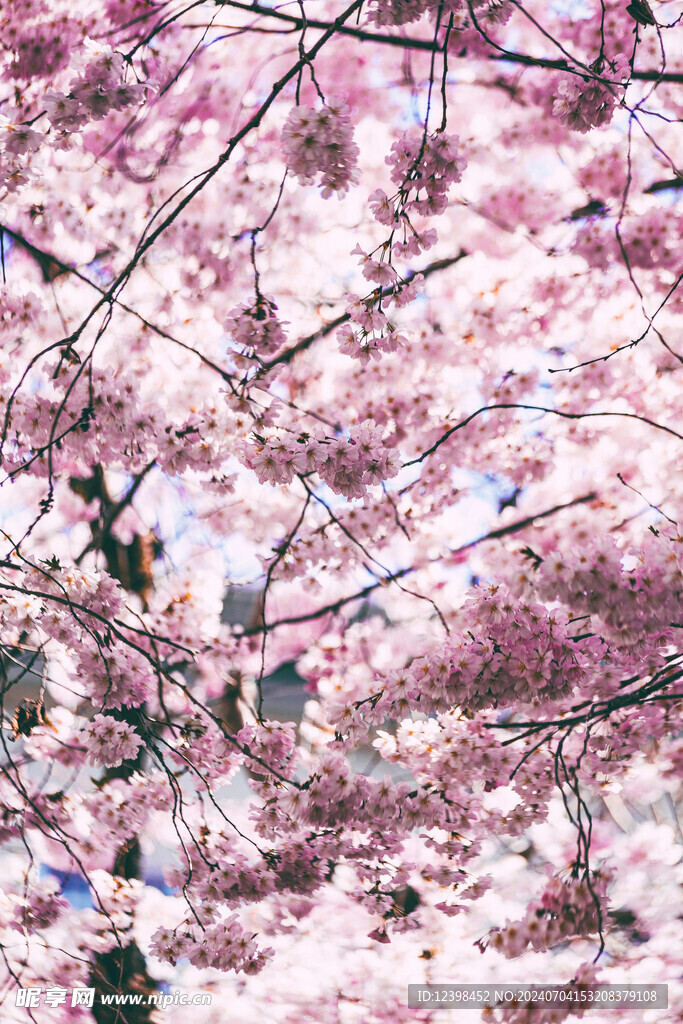 樱花