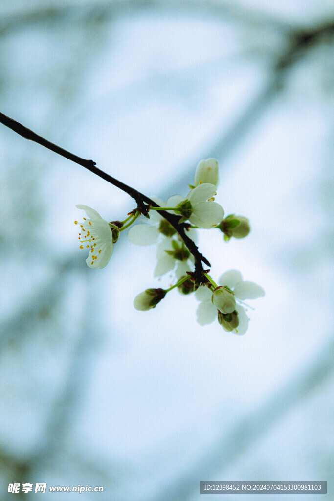 美丽樱花