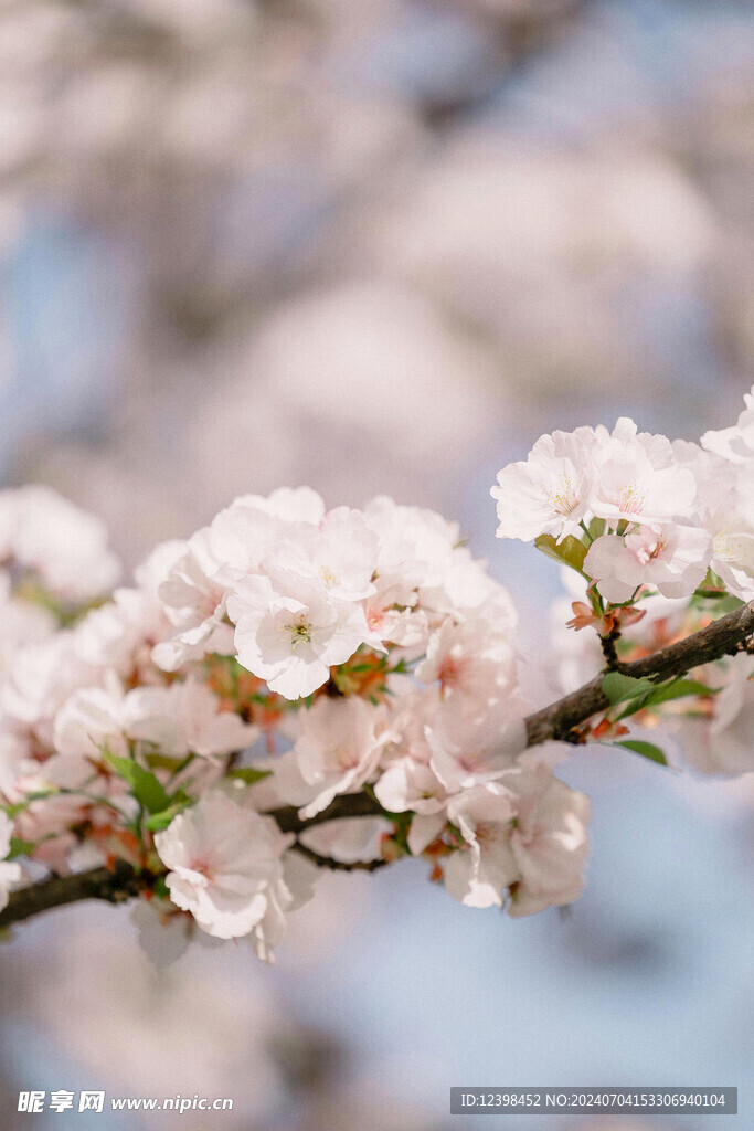 美丽樱花