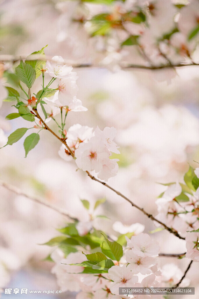樱花