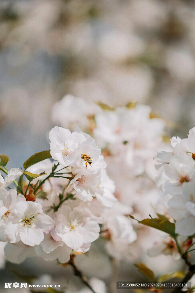 美丽樱花