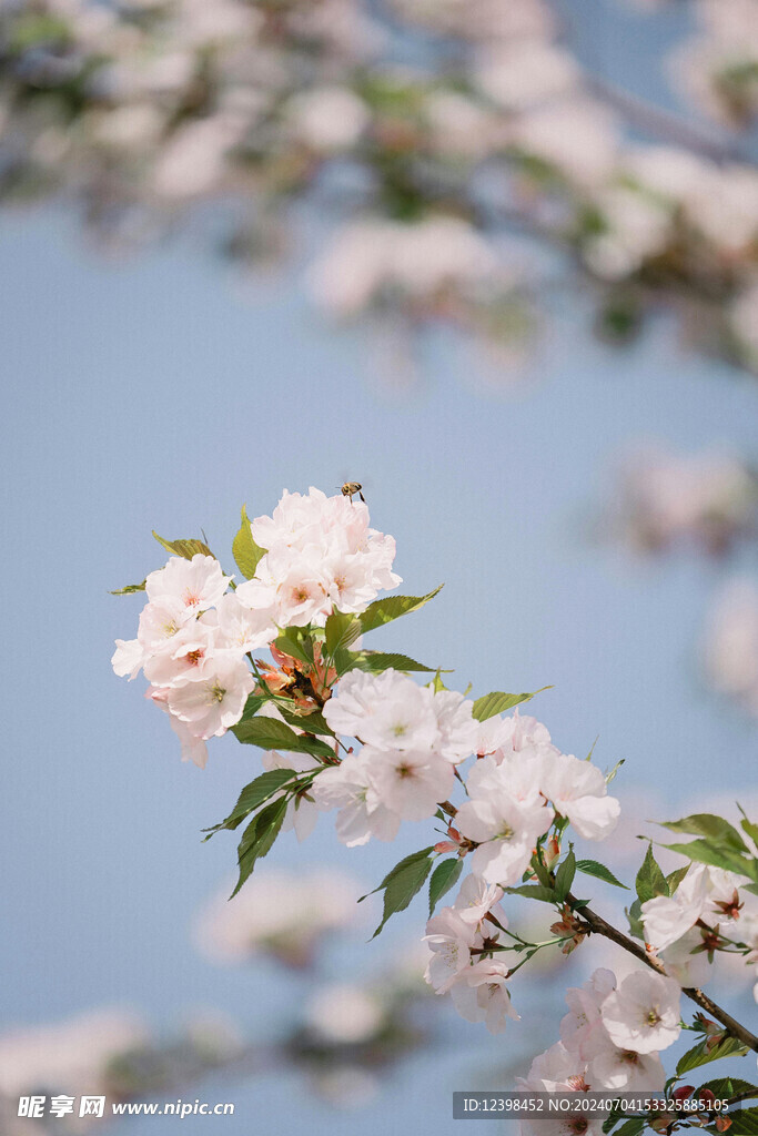 美丽樱花