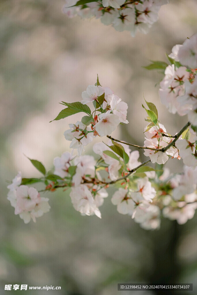 樱花