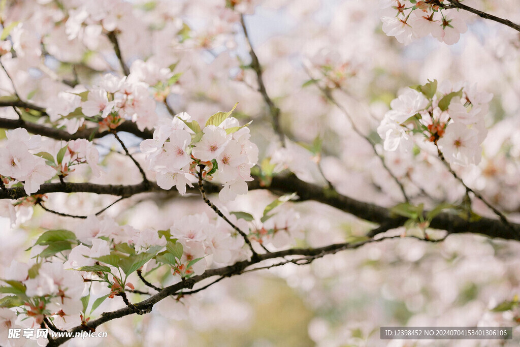 樱花