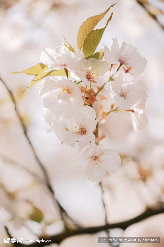 樱花