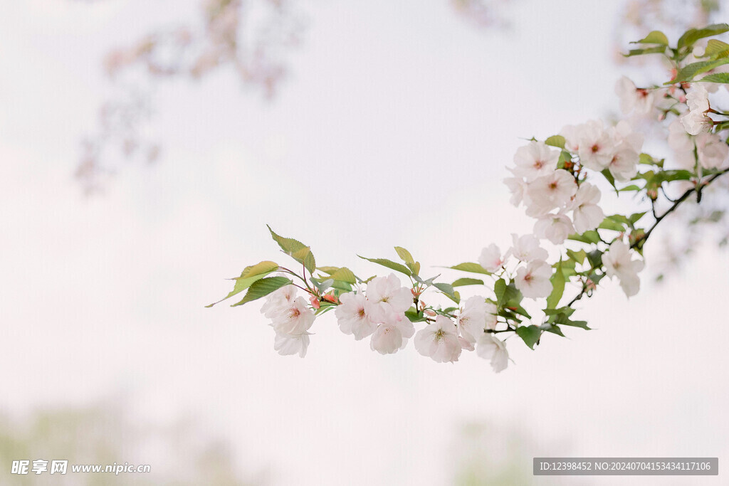 樱花