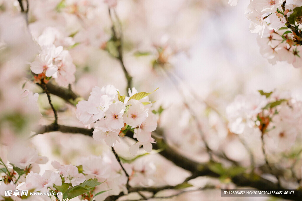 樱花