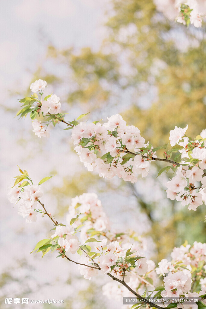 樱花