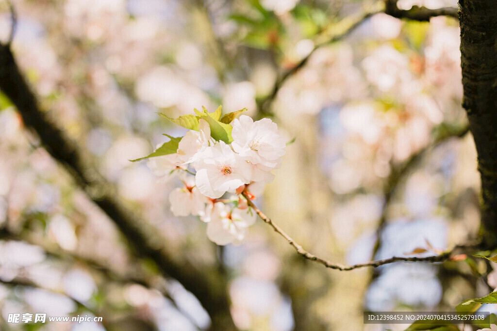 樱花