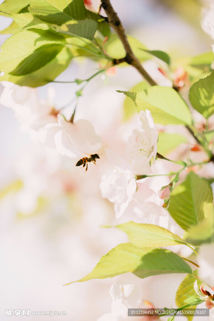 樱花