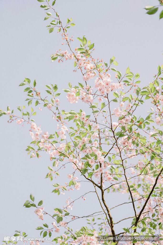 樱花