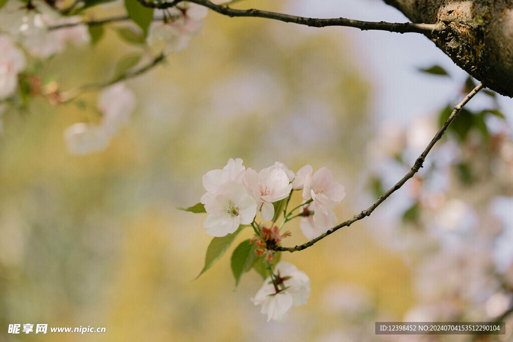 樱花