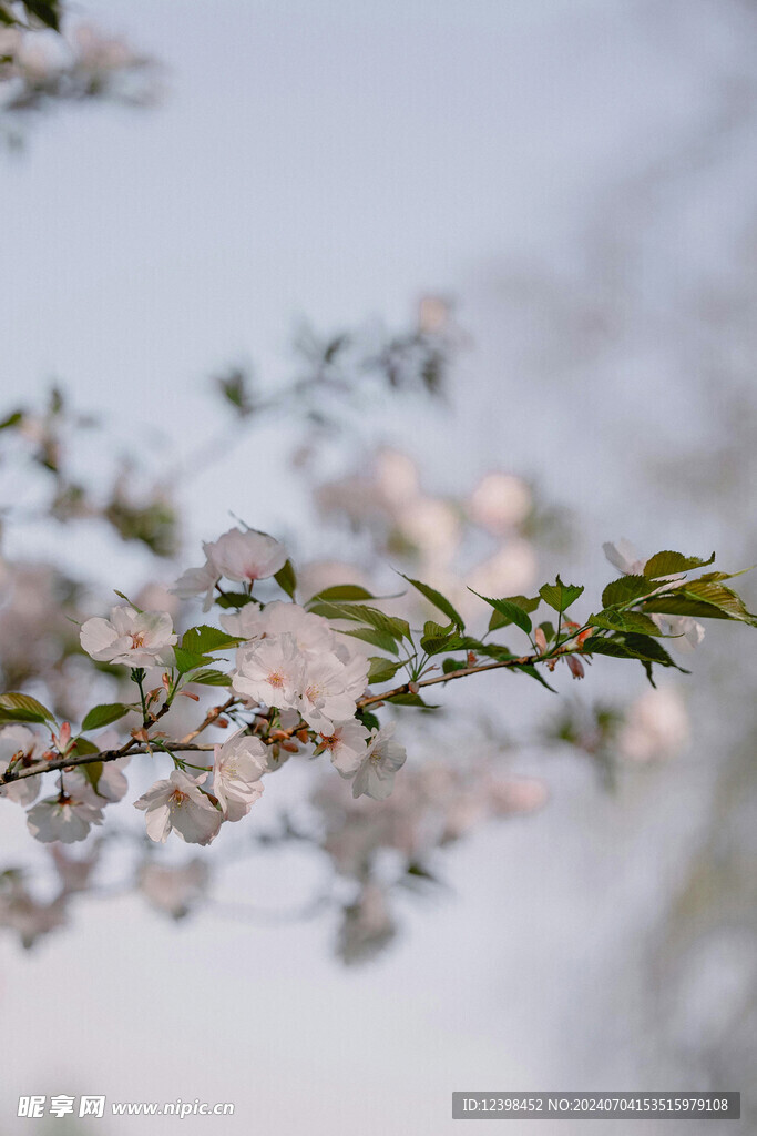 樱花