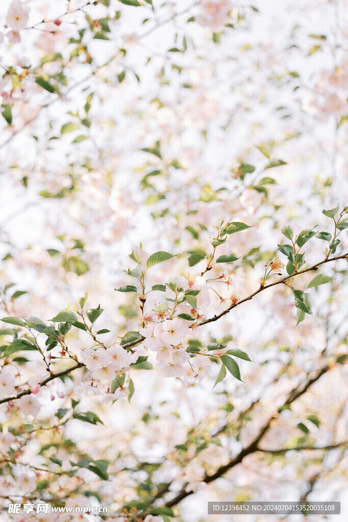 樱花