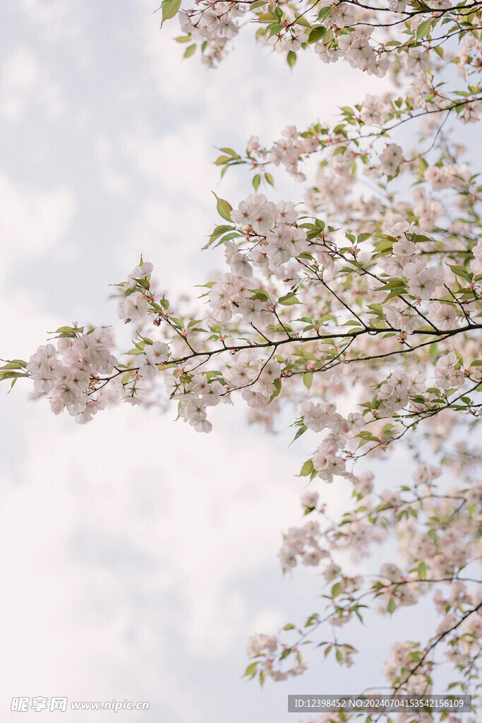 樱花