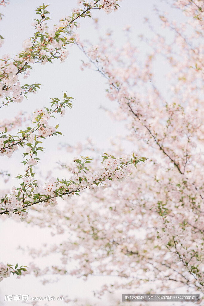 樱花