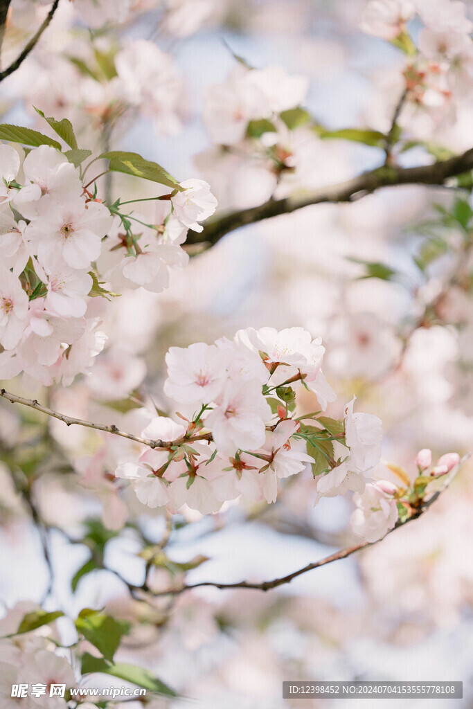 樱花