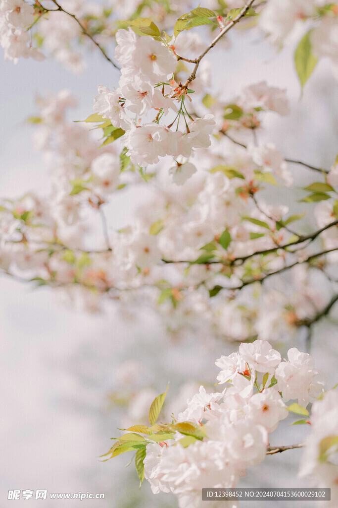 樱花