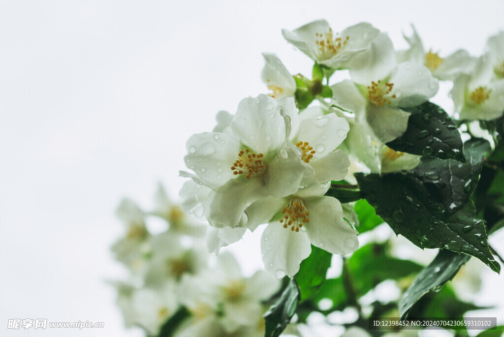 茉莉花