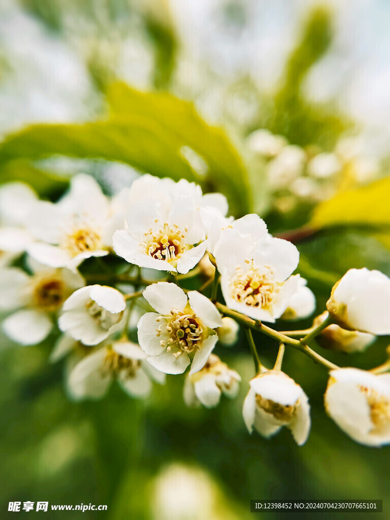 茉莉花