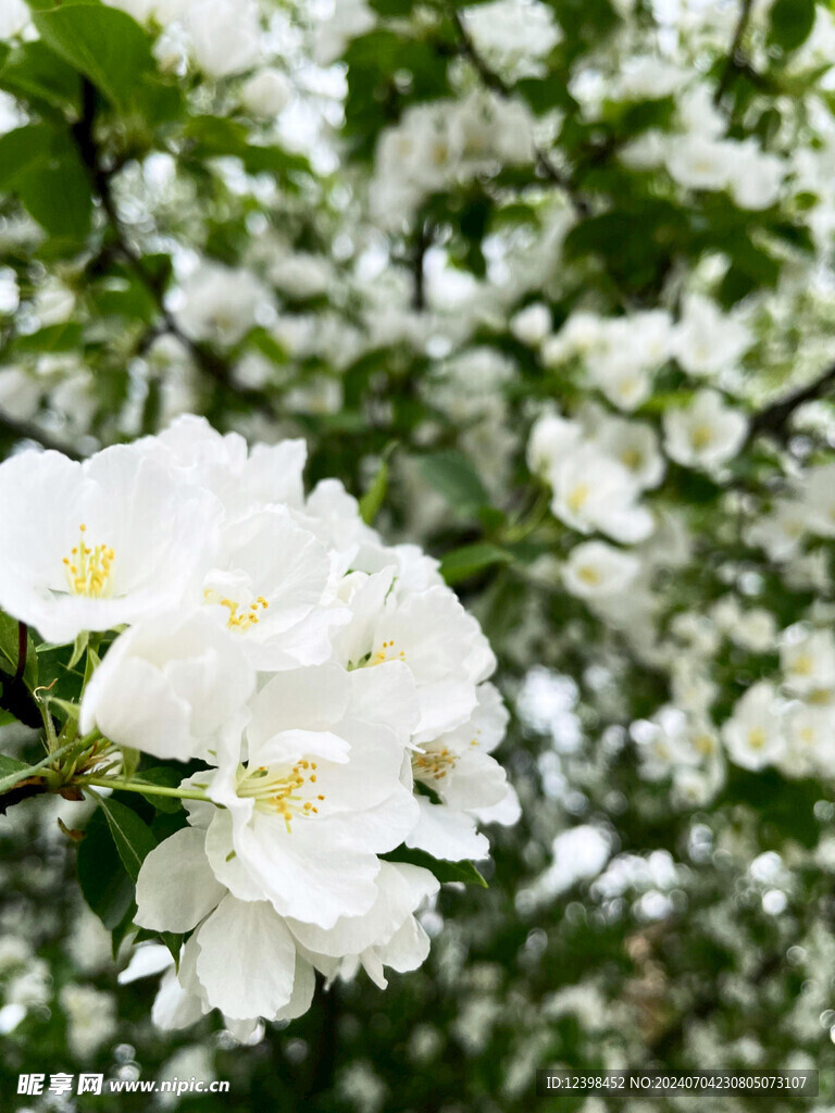 茉莉花