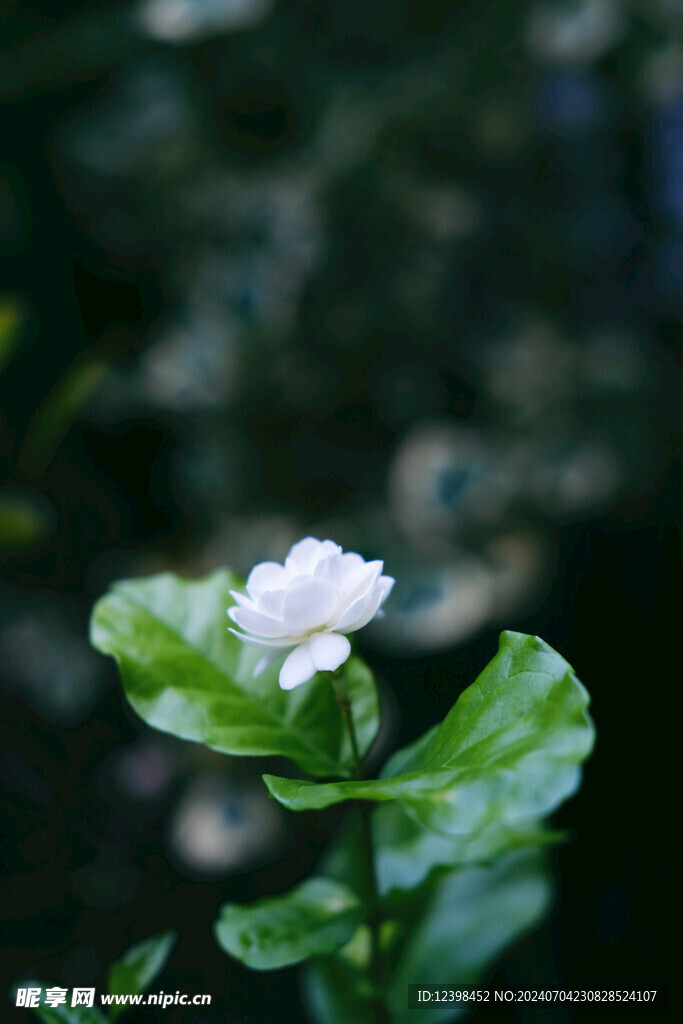 茉莉花