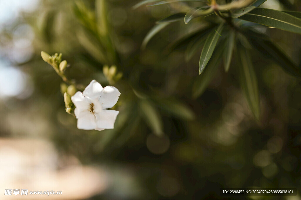 茉莉花