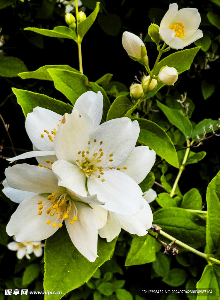茉莉花