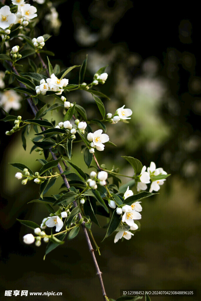 茉莉花