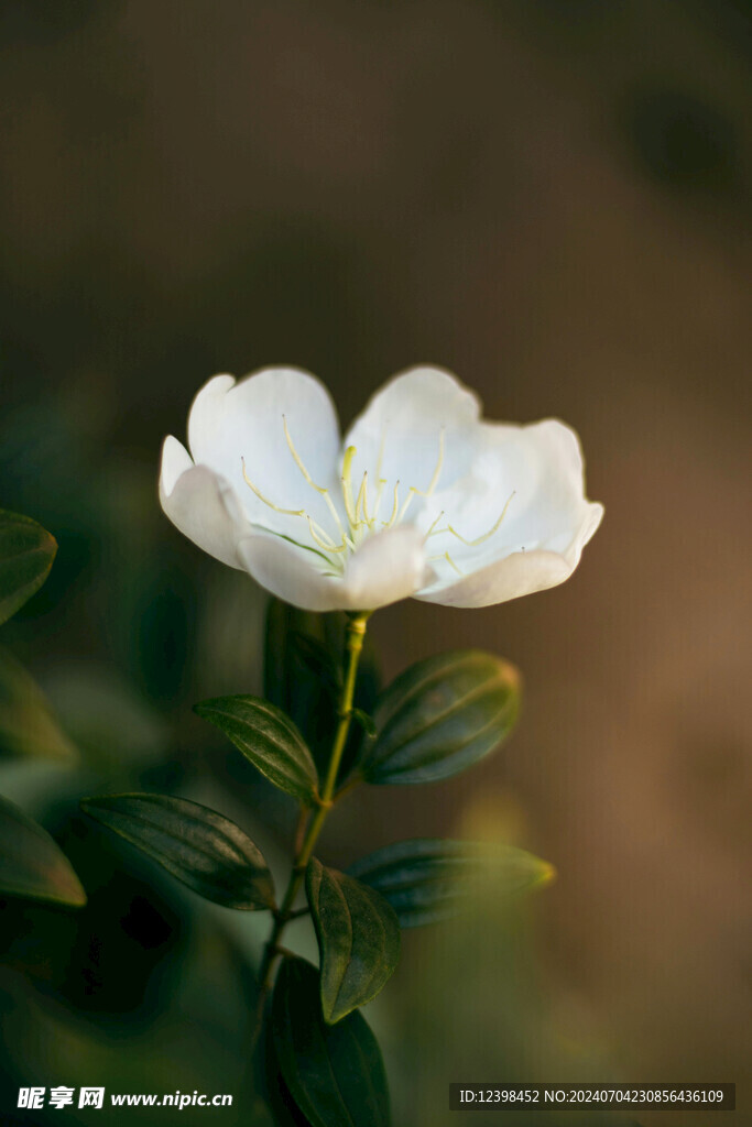 茉莉花