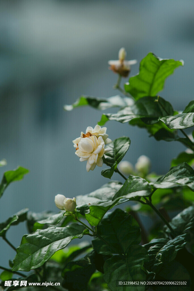 茉莉花