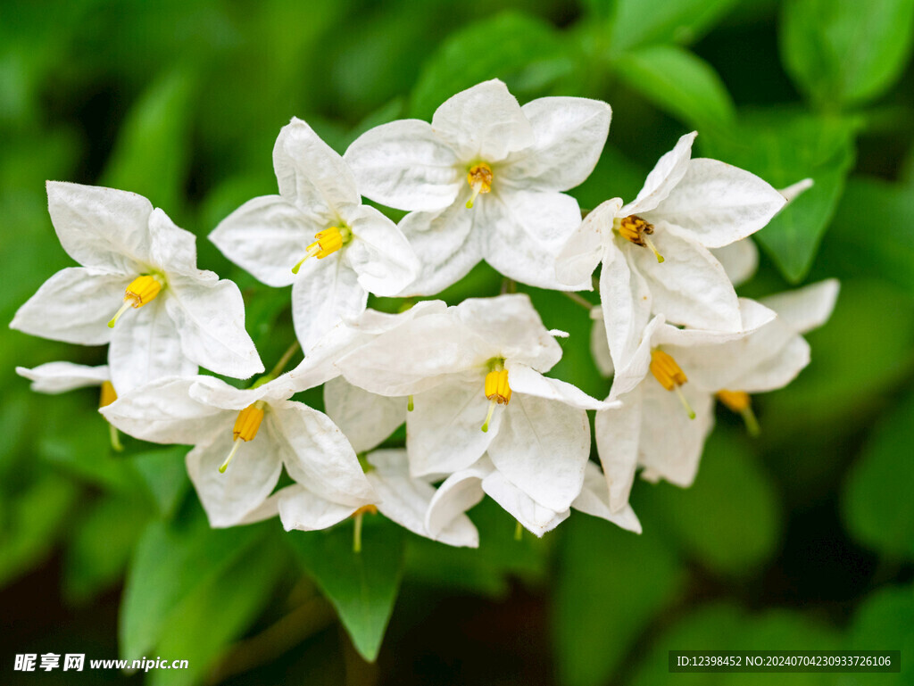 茉莉花