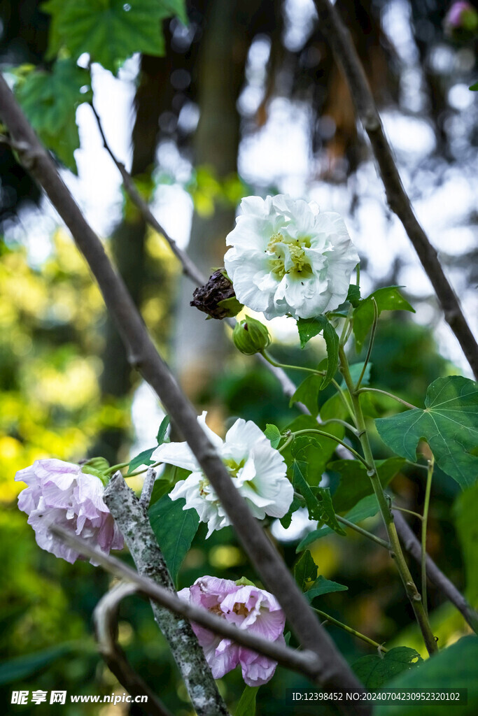 茉莉花