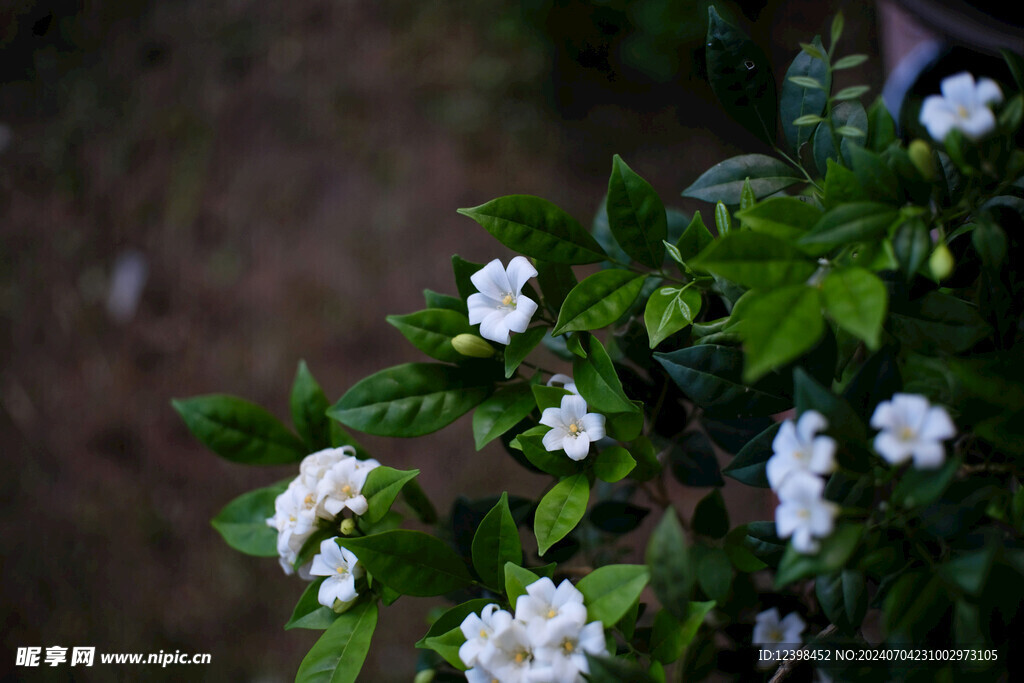 茉莉花