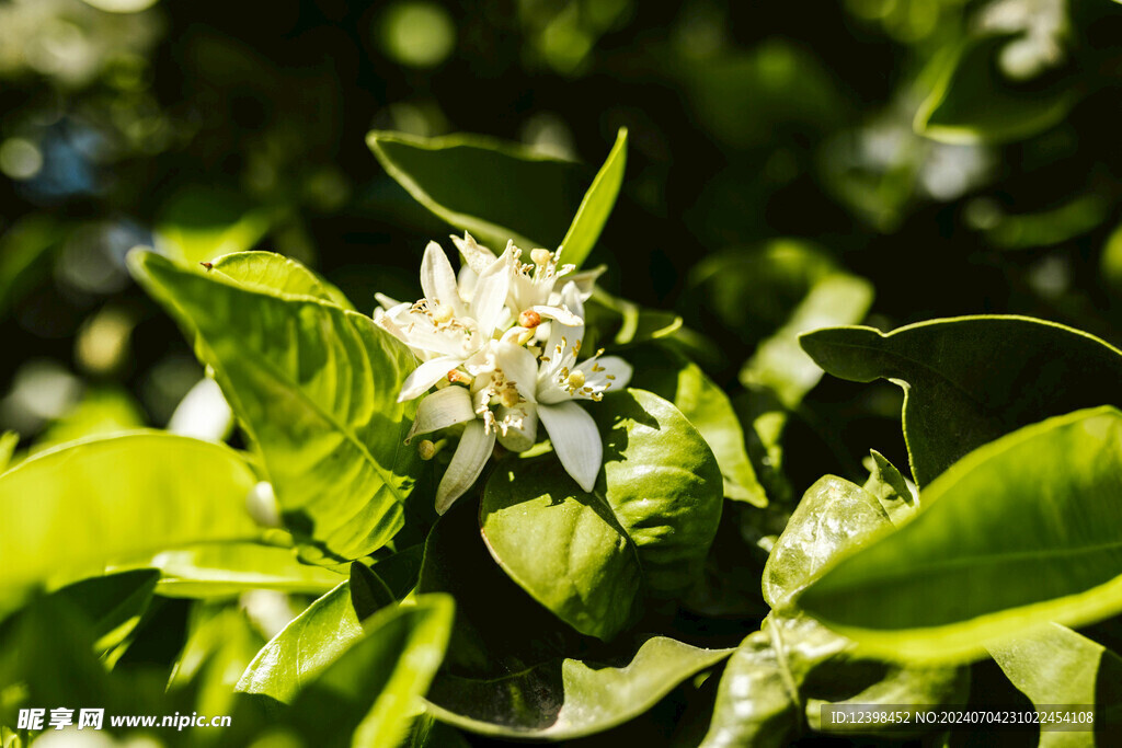 茉莉花