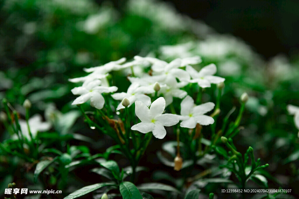 茉莉花