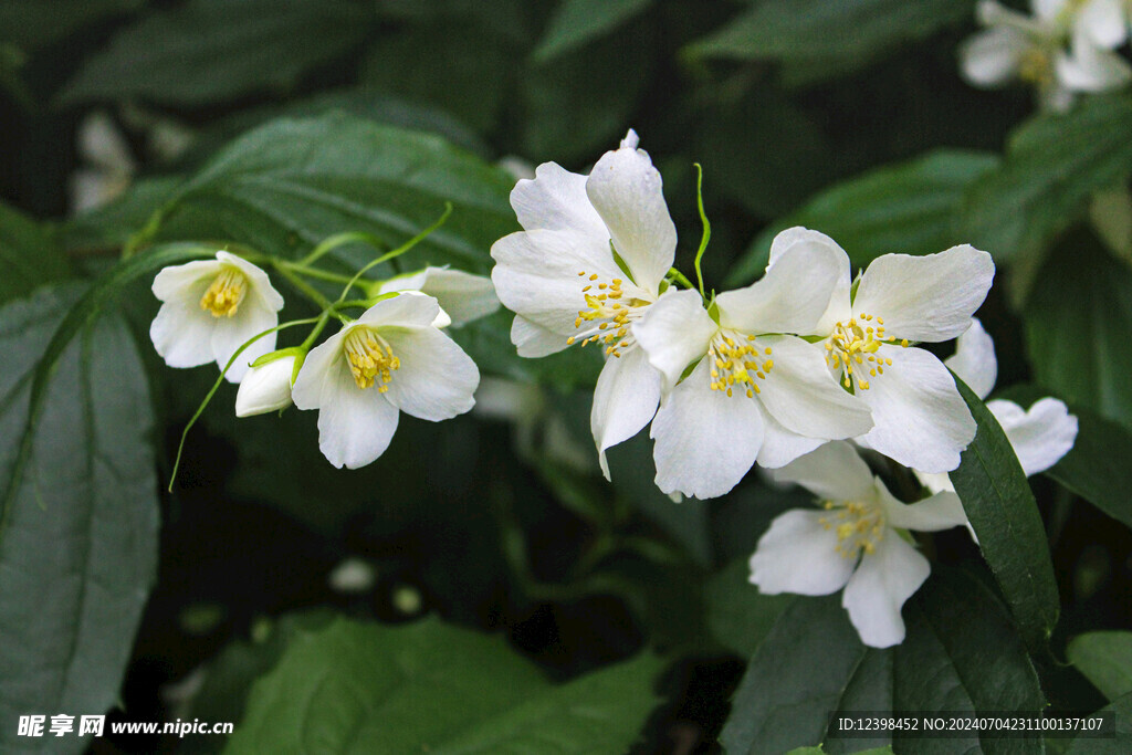 茉莉花