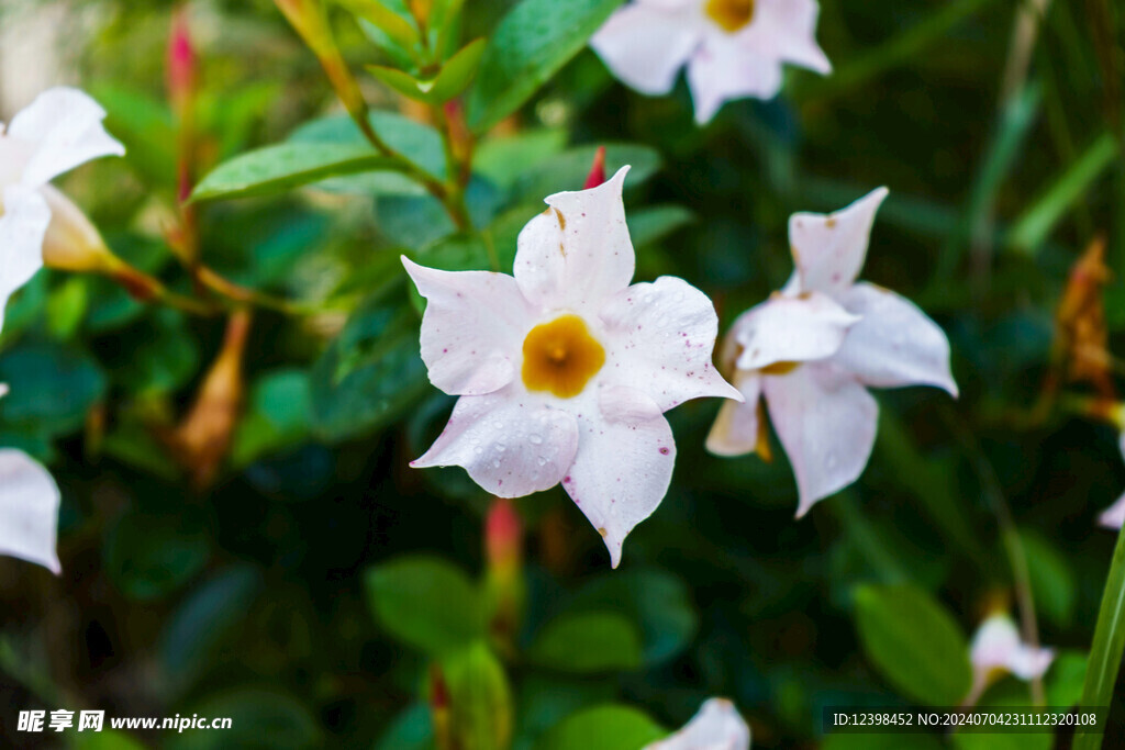 茉莉花