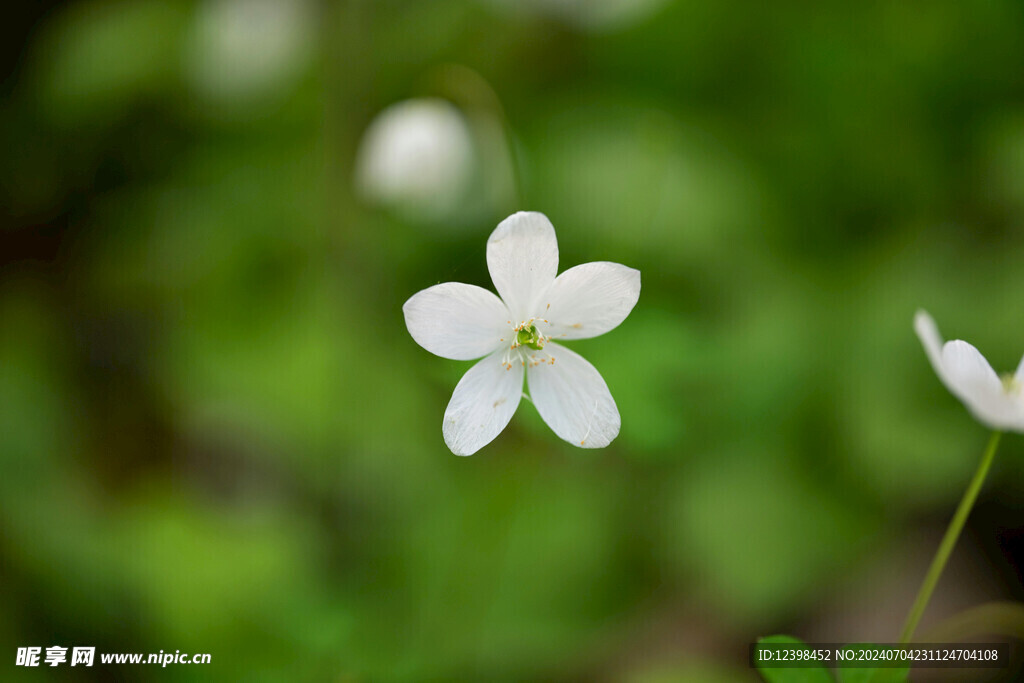 茉莉花